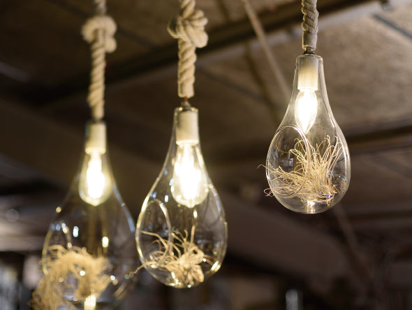 BOTANIC Hanging light