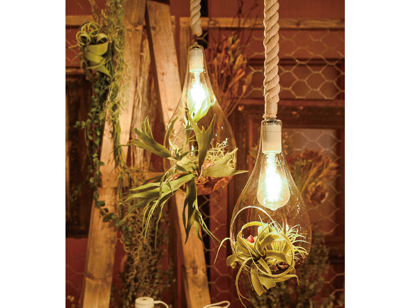 BOTANIC Hanging light