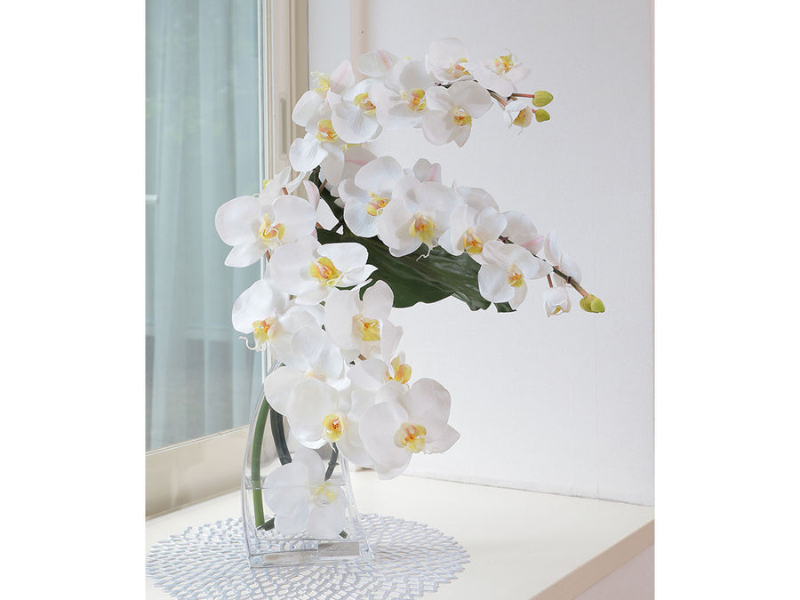 PHALAENOPSIS