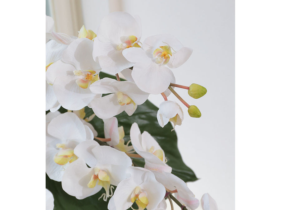 PHALAENOPSIS