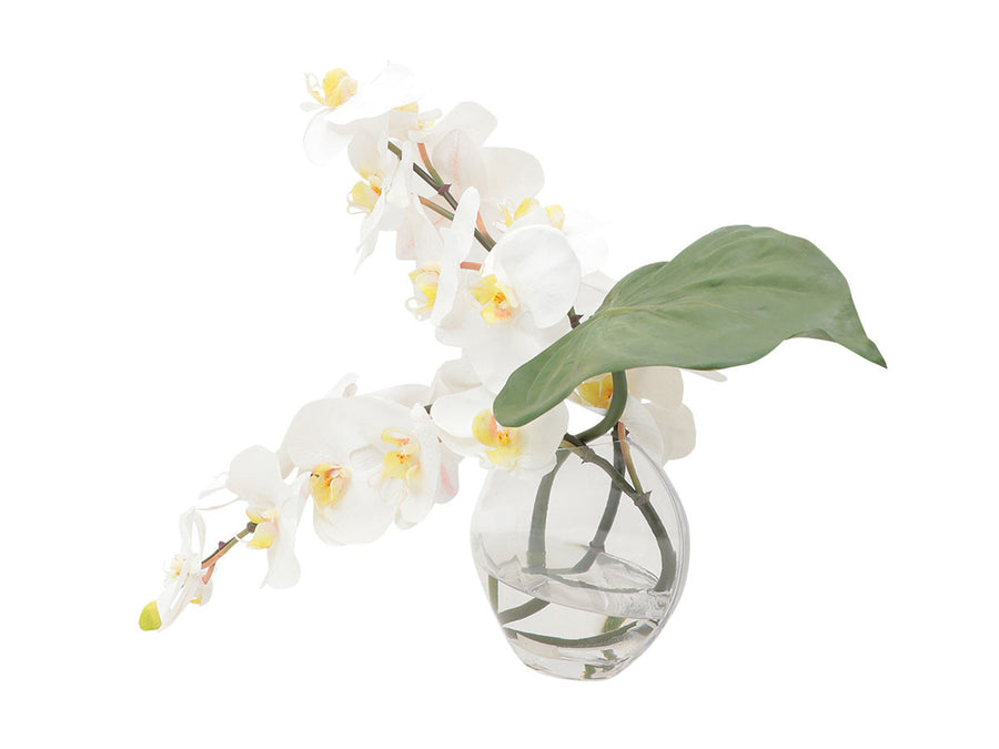 PHALAENOPSIS