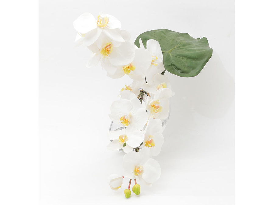 PHALAENOPSIS