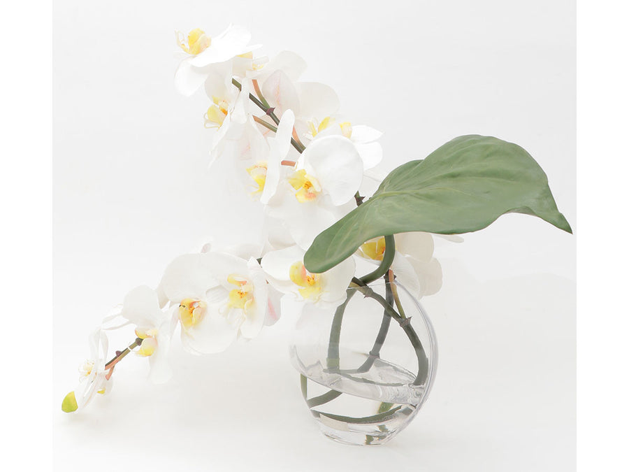 PHALAENOPSIS