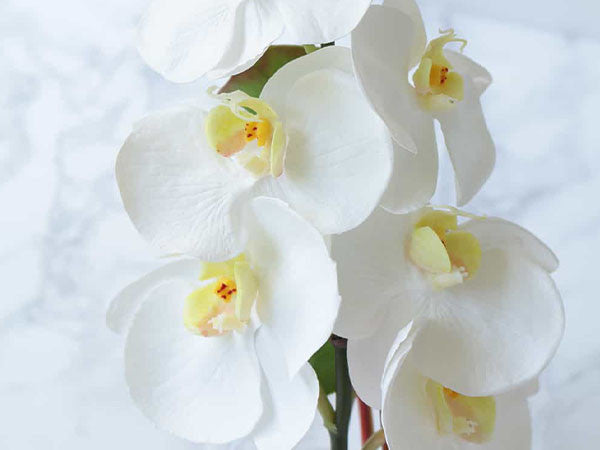 PHALAENOPSIS