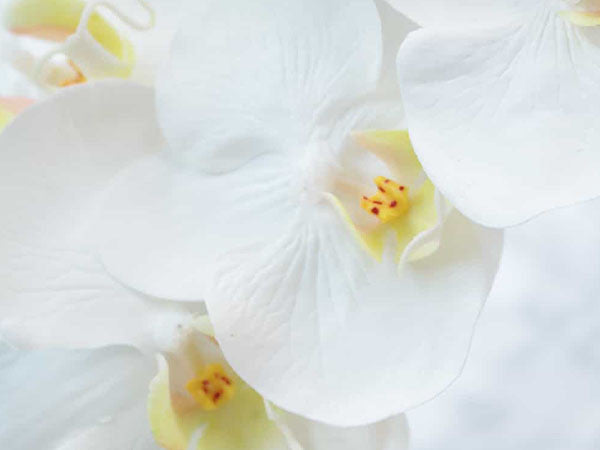 PHALAENOPSIS