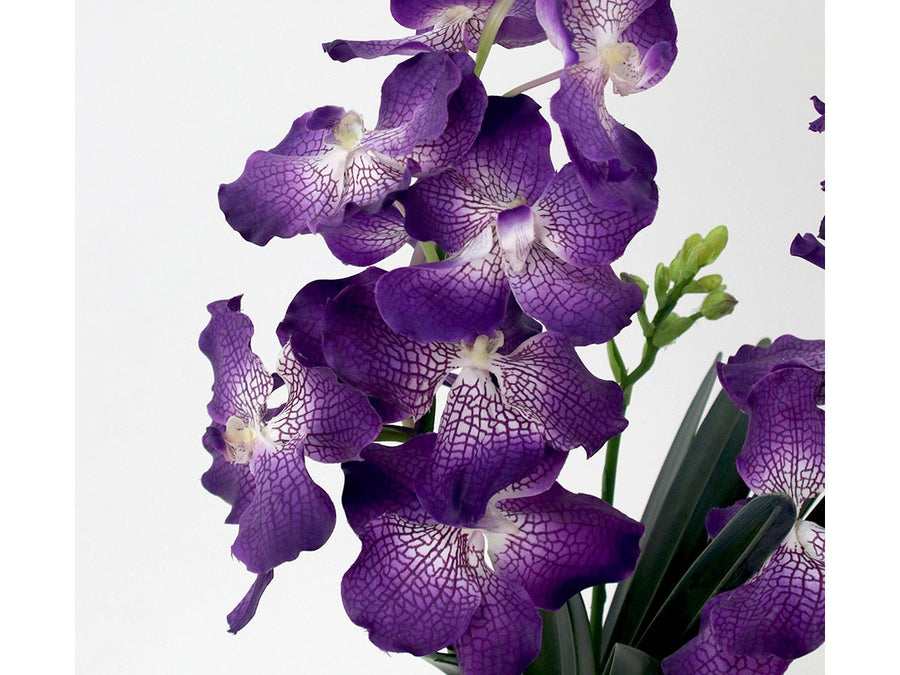 VANDA BOTANIC