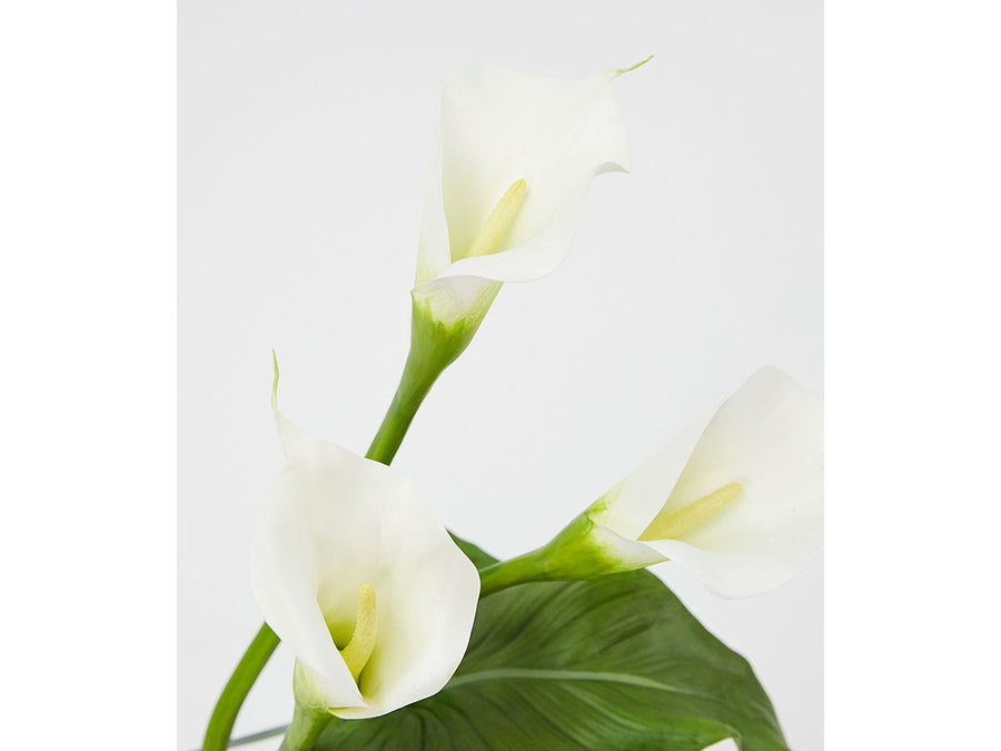 CALLA