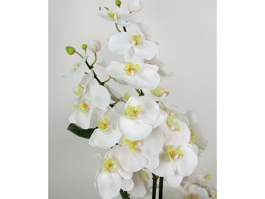 PHALAENOPSIS