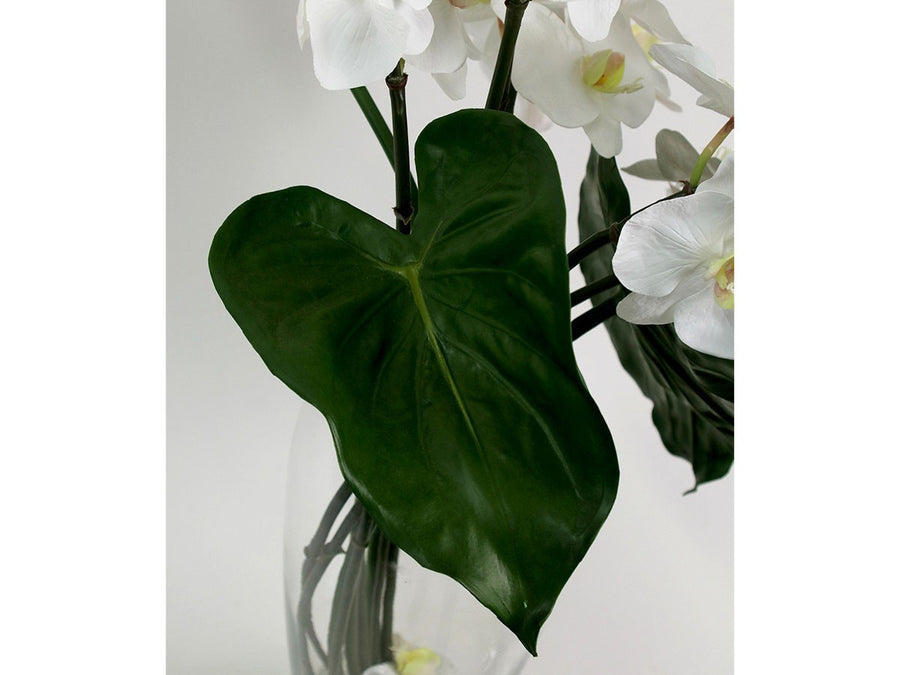 PHALAENOPSIS