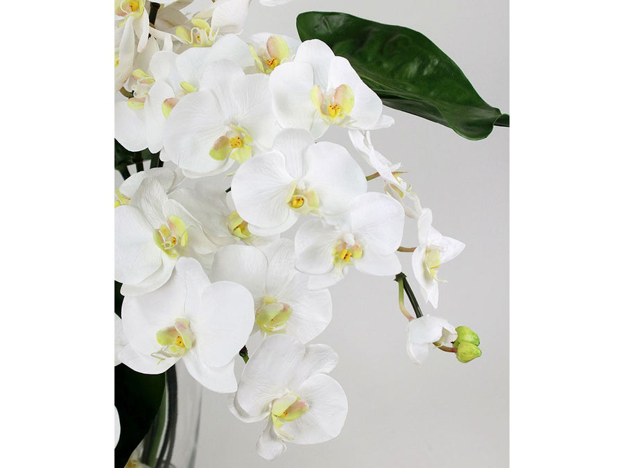 PHALAENOPSIS