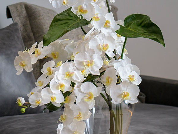 PHALAENOPSIS