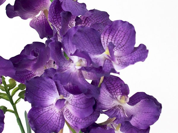 VANDA BOTANIC