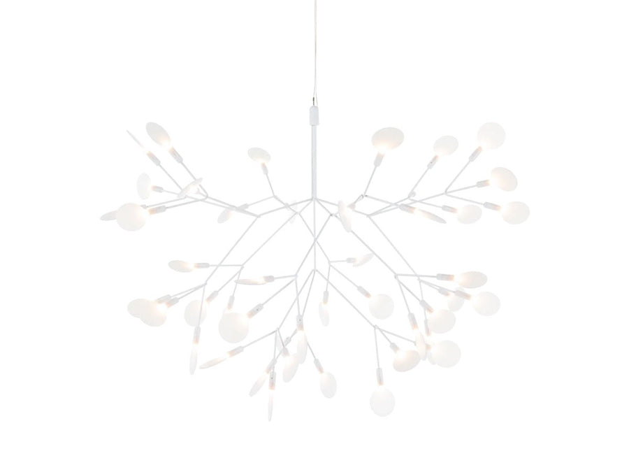 Heracleum III Small