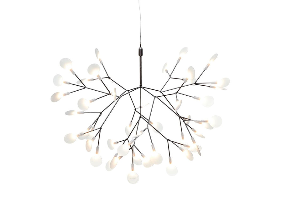 Heracleum III Small