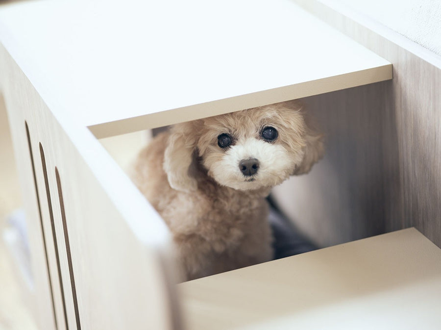 Pet Step Bench