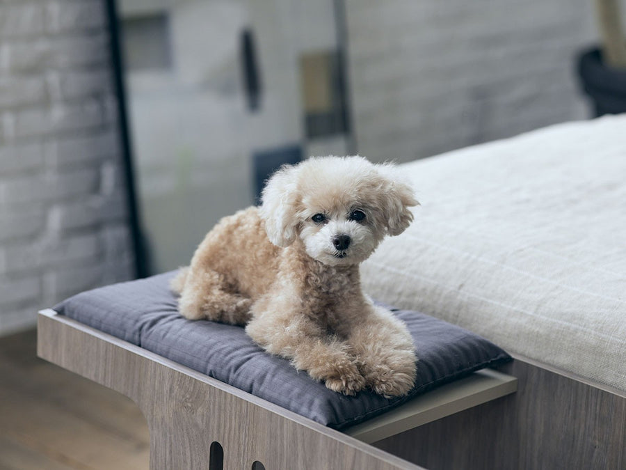 Pet Step Bench