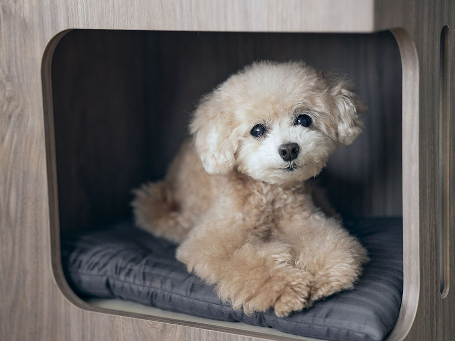 Pet House Side Table