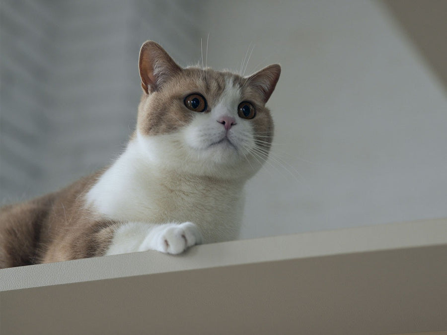 Cat Tower Bed