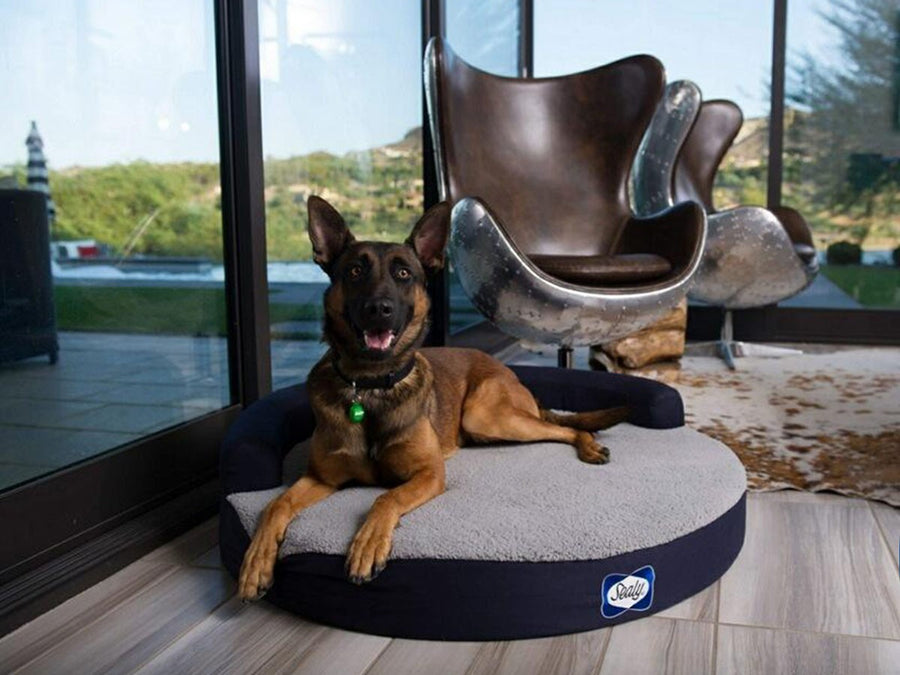 Sealy Dog Bed ZEN