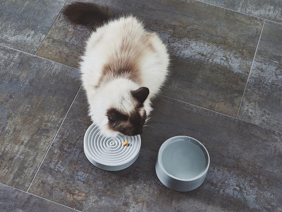 Piatto Cat Bowl